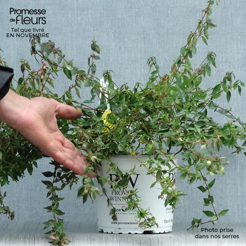 Esimerkki syksyllä toimitetusta Abelia grandiflora Pinky Bells Noble 2 litran/3 litran ruukku-taimesta
