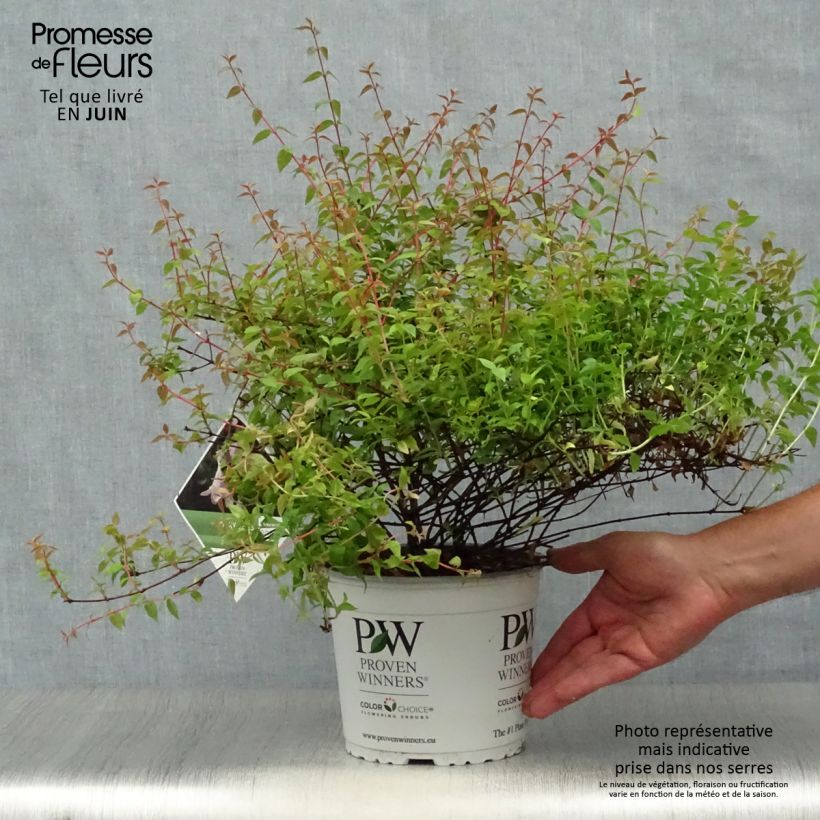 Esimerkki kesällä toimitetusta Abelia grandiflora Pinky Bells Noble Pot de 2L/3L-taimesta