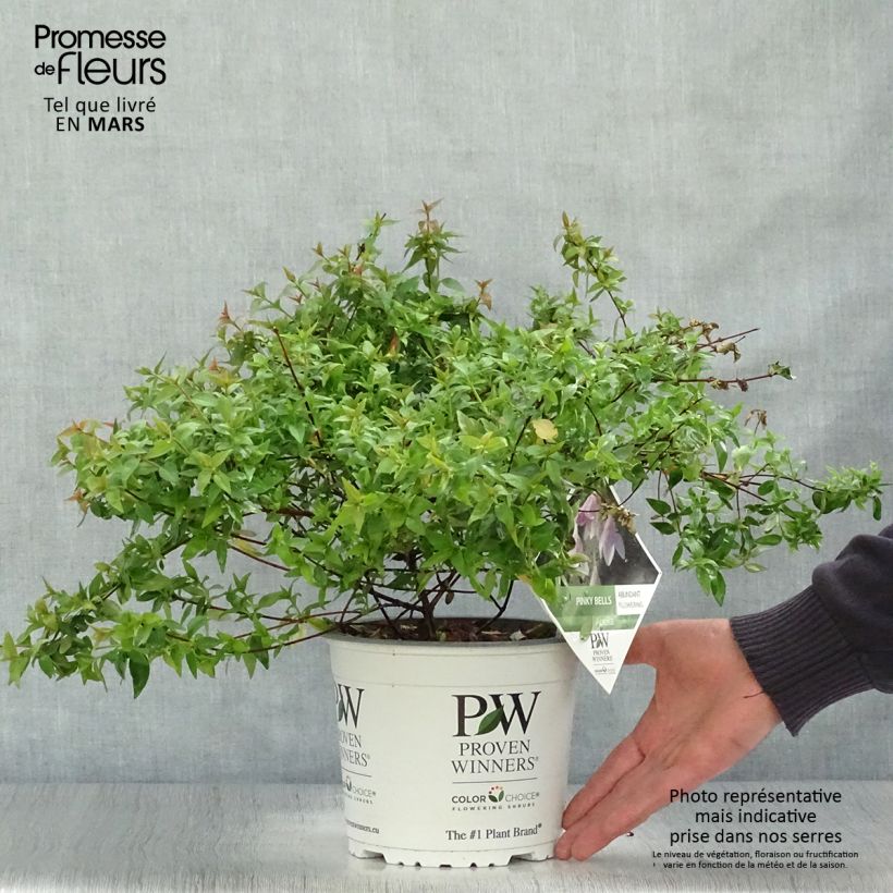 Example of Abelia grandiflora Pinky Bells Noble Pot de 2L/3L as you get in printemps