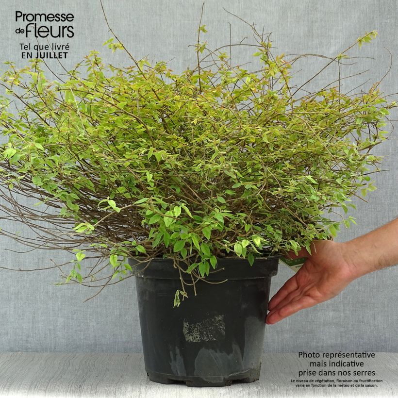 Esimerkki kesällä toimitetusta Abelia grandiflora Pinky Bells Noble Pot de 7,5L/10L-taimesta