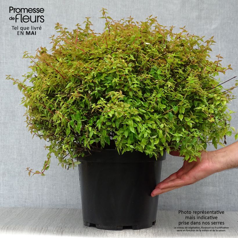 Example of Abelia grandiflora Pinky Bells Noble Pot de 7,5L/10L as you get in printemps