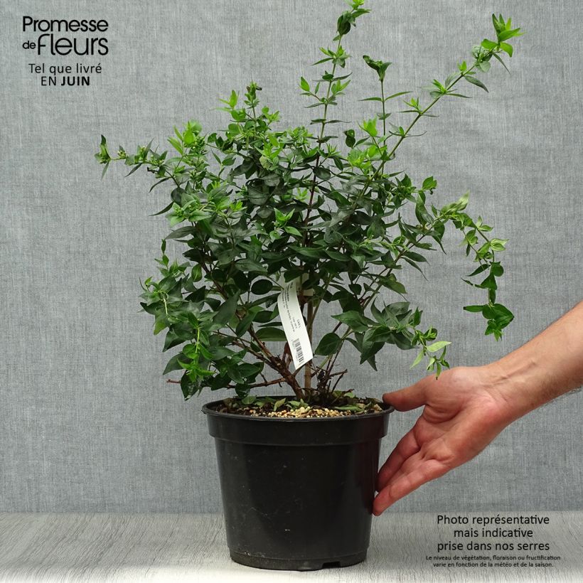 Esimerkki kesällä toimitetusta Abelia chinensis Raspberry Profusion Pot de 3L/4L-taimesta