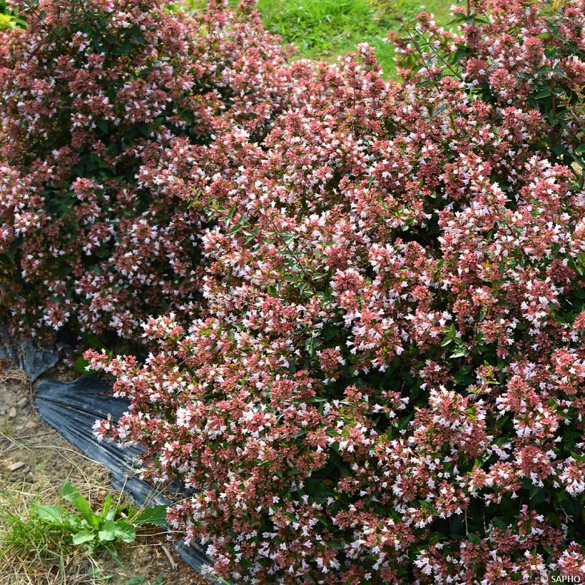 Abelia chinensis Raspberry Profusion (Kasvutapa)