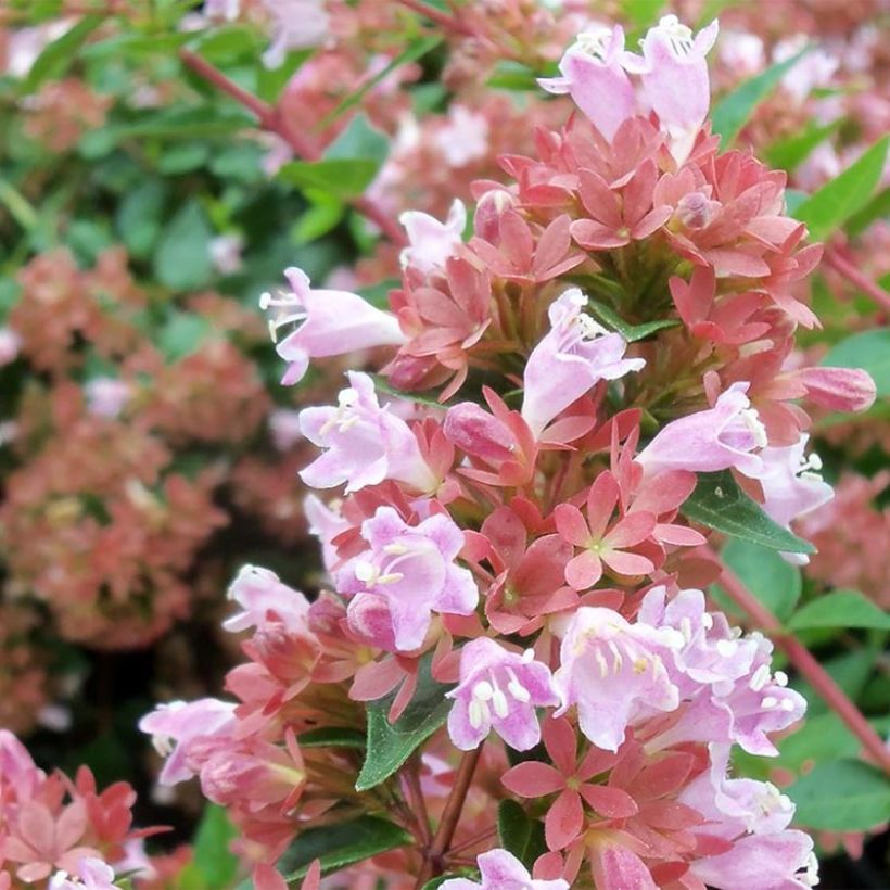 Abelia chinensis Raspberry Profusion (Kukinta)