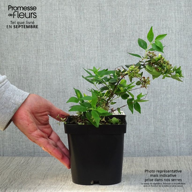 Esimerkki syksyllä toimitetusta Abelia grandiflora Semperflorens 2 litran/3 litran ruukku-taimesta