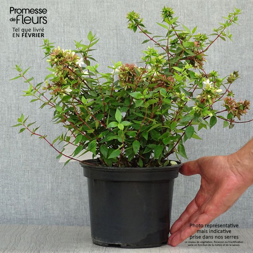 Esimerkki syksyllä toimitetusta Abelia grandiflora Sherwood 2 litran/3 litran ruukku-taimesta
