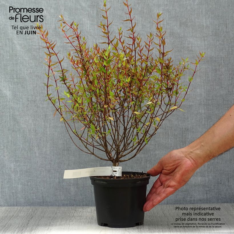 Esimerkki kesällä toimitetusta Abelia grandiflora Sherwood Ruukku 2L / 3L-taimesta