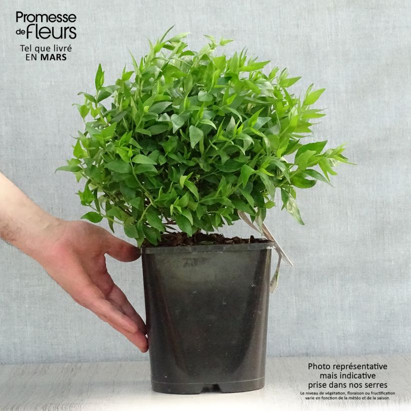 Example of Abelia grandiflora Sherwood Pot de 2L/3L as you get in printemps