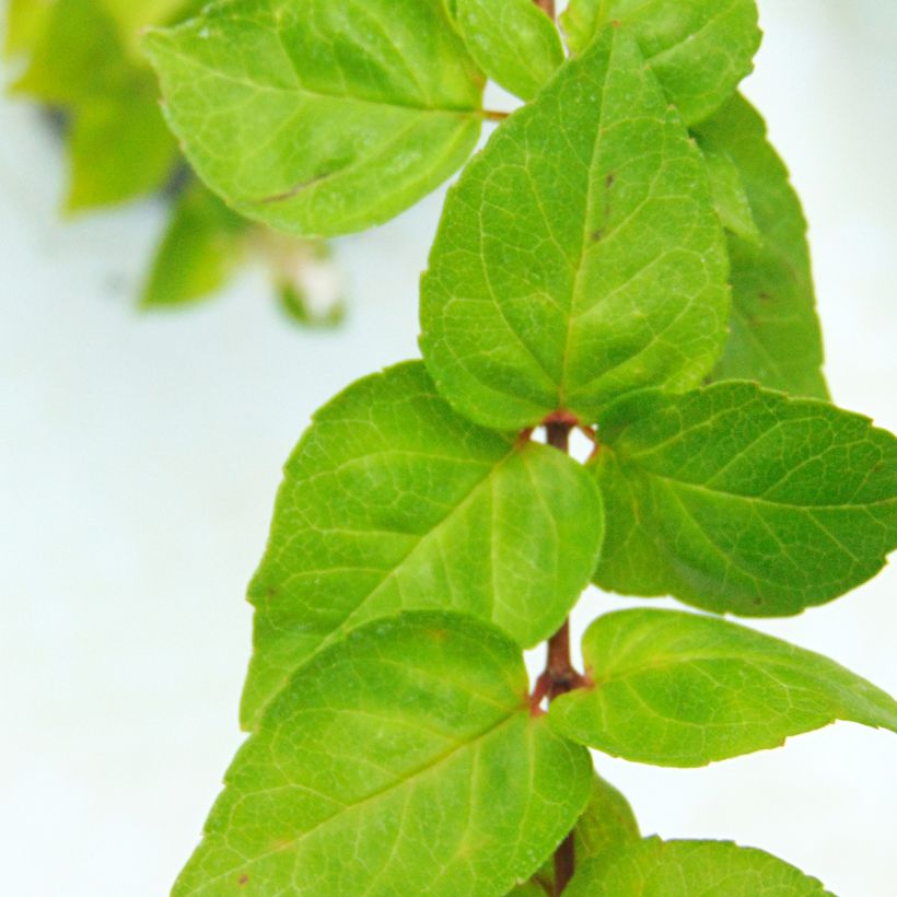 Abelia chinensis (Lehvistö)
