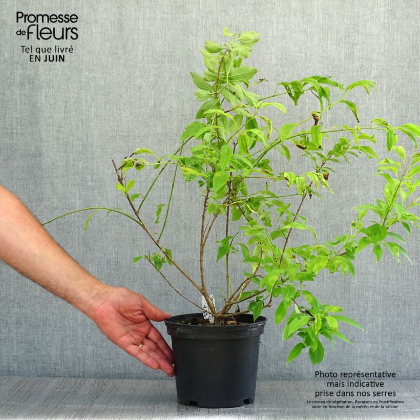 Esimerkki kesällä toimitetusta Abelia chinensis Pot de 2L/3L-taimesta