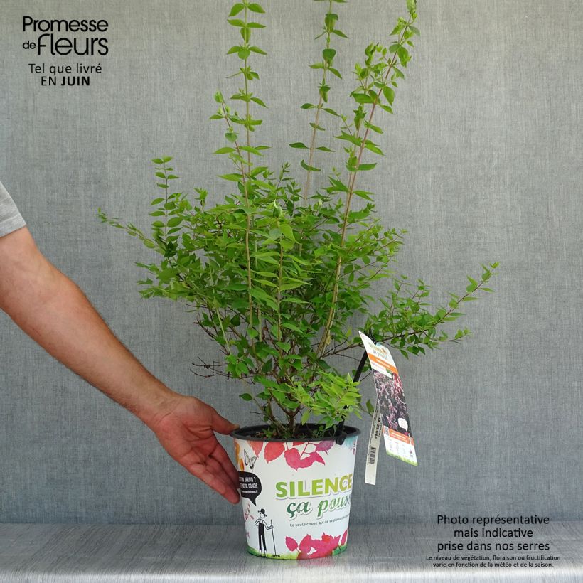 Esimerkki kesällä toimitetusta Abelia chinensis Autumn Festival Pot de 4L/5L-taimesta