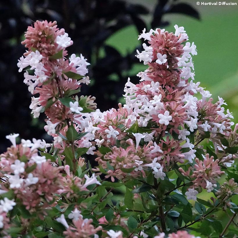 Abelia chinensis Autumn Festival (Kukinta)