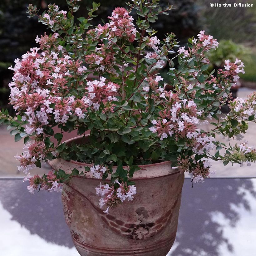 Abelia chinensis Autumn Festival (Kasvutapa)