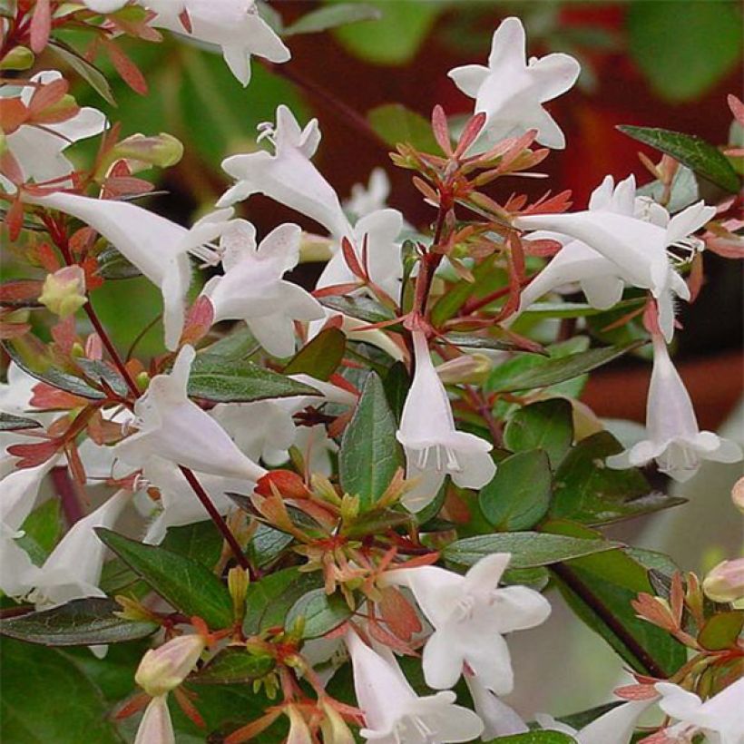 Abelia x grandiflora (Flowering)