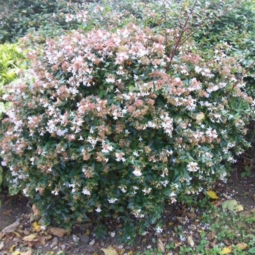 Abelia x grandiflora (Plant habit)