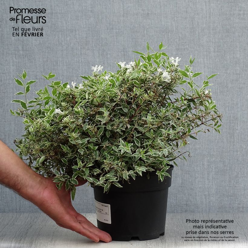 Esimerkki syksyllä toimitetusta Abelia grandiflora Confetti 1,5 litran / 2 litran kannu-taimesta