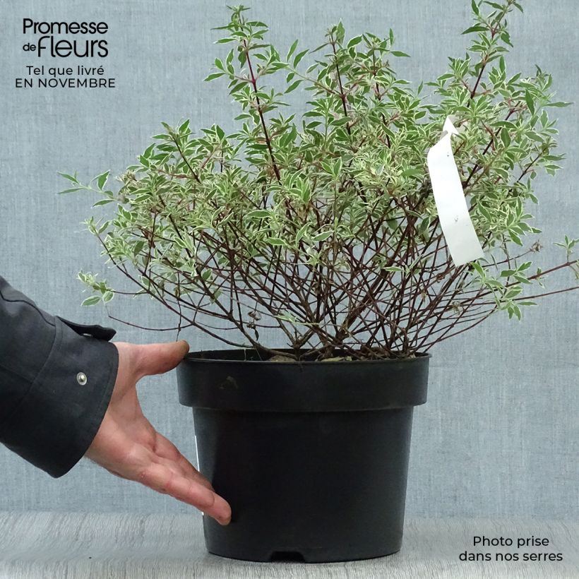 Esimerkki syksyllä toimitetusta Abelia grandiflora Confetti 3 litran/4 litran ruukku-taimesta