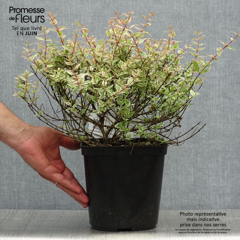 Esimerkki kesällä toimitetusta Abelia grandiflora Confetti Ruukku 3L / 4L-taimesta
