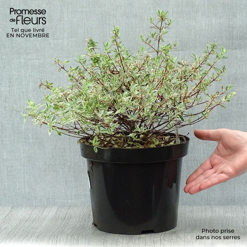 Esimerkki syksyllä toimitetusta Abelia grandiflora Confetti 7,5 litran / 10 litran ruukku-taimesta
