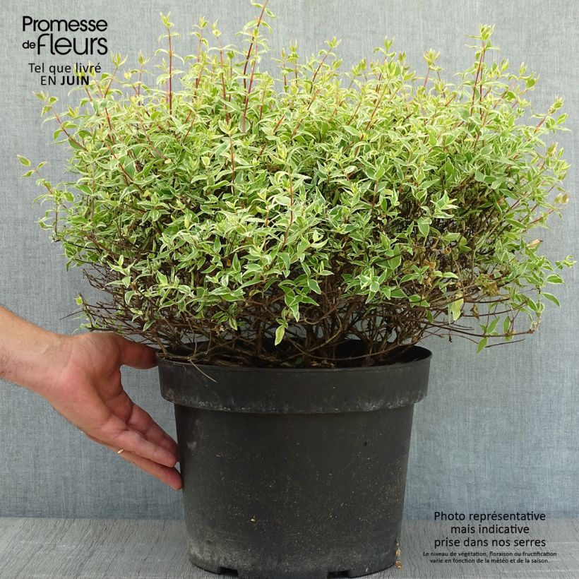 Esimerkki kesällä toimitetusta Abelia grandiflora Confetti Ruukku 7,5L / 10L-taimesta