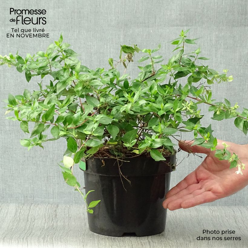 Esimerkki syksyllä toimitetusta Abelia grandiflora Francis Mason 3 litran/4 litran ruukku-taimesta