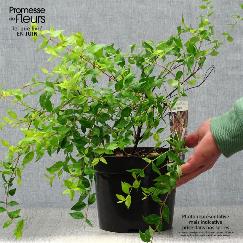Esimerkki kesällä toimitetusta Abelia grandiflora Francis Mason Ruukku 3L / 4L-taimesta