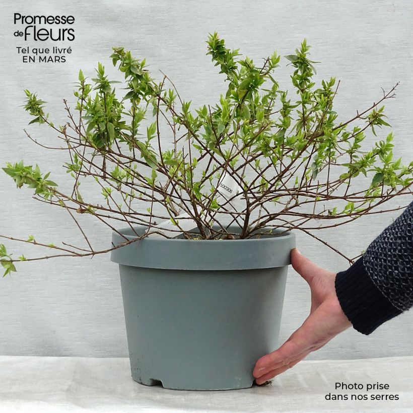Example of Abelia grandiflora Happy Daydream Pot de 3L/4L as you get in printemps