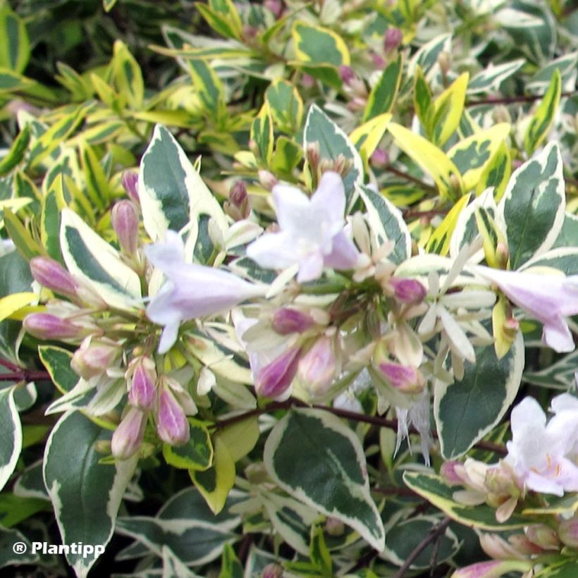 Abelia grandiflora Hopley's (Kukinta)