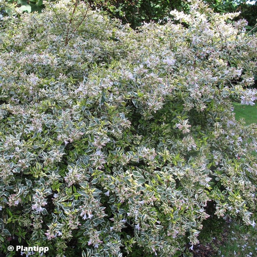 Abelia grandiflora Hopley's (Kasvutapa)