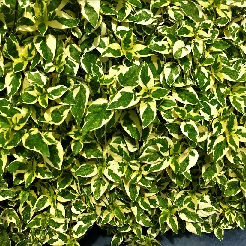 Abelia grandiflora Hopley's (Lehvistö)