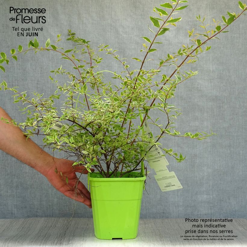 Esimerkki kesällä toimitetusta Abelia grandiflora Hopley's Pot de 2L/3L-taimesta