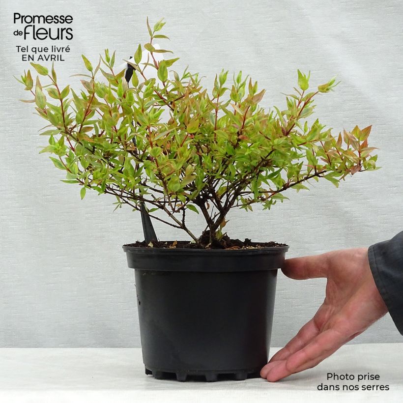 Example of Abelia grandiflora Kaleidoscope Pot de 2L/3L as you get in printemps