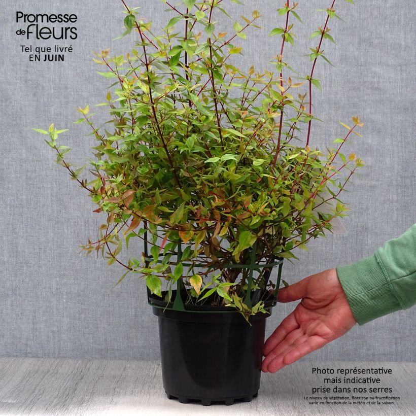 Esimerkki kesällä toimitetusta Abelia grandiflora Kaleidoscope Ruukku 2L / 3L-taimesta