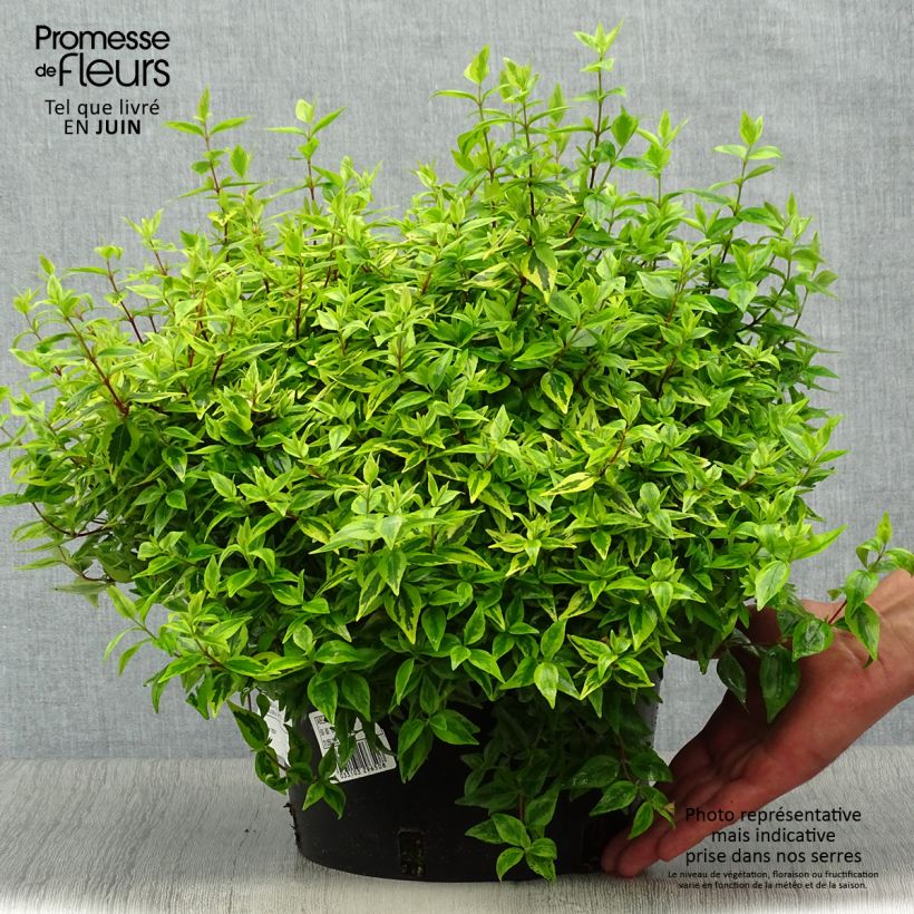 Esimerkki kesällä toimitetusta Abelia grandiflora Kaleidoscope Ruukku 3L / 4L-taimesta