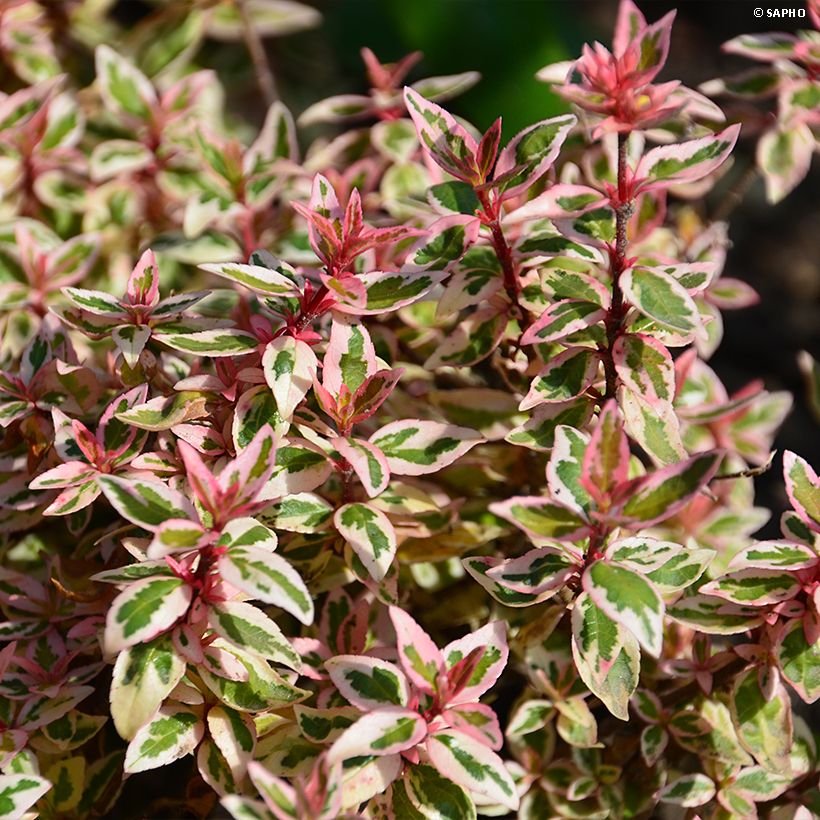 Abelia grandiflora Pink Lady (Lehvistö)