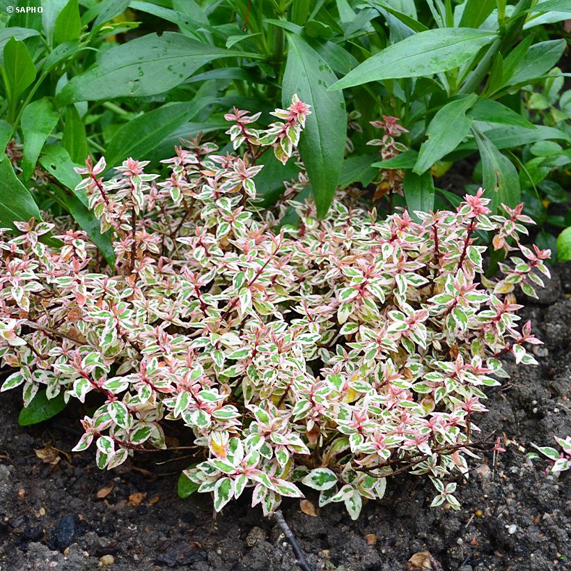 Abelia grandiflora Pink Lady (Kasvutapa)