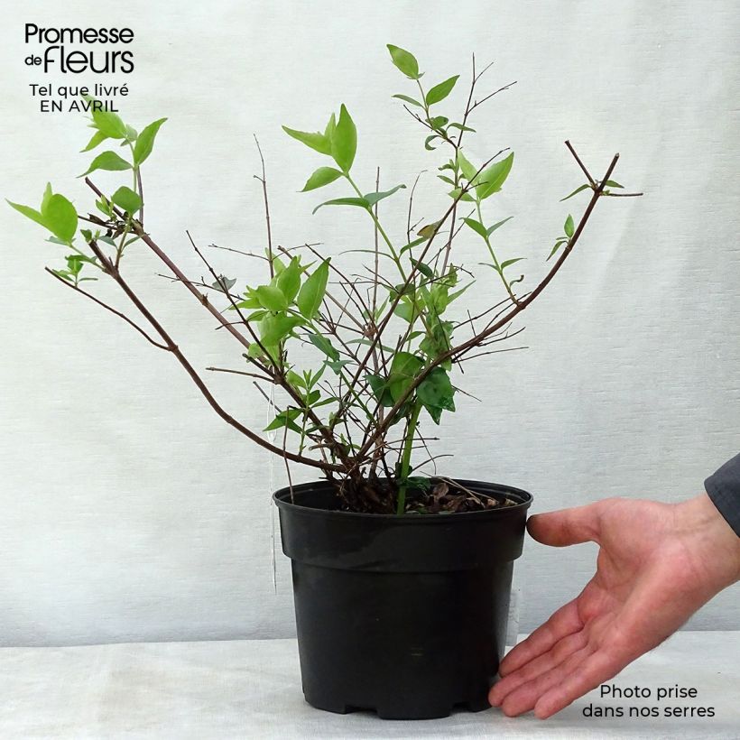 Example of Abelia x grandiflora Pot de 2L/3L as you get in printemps