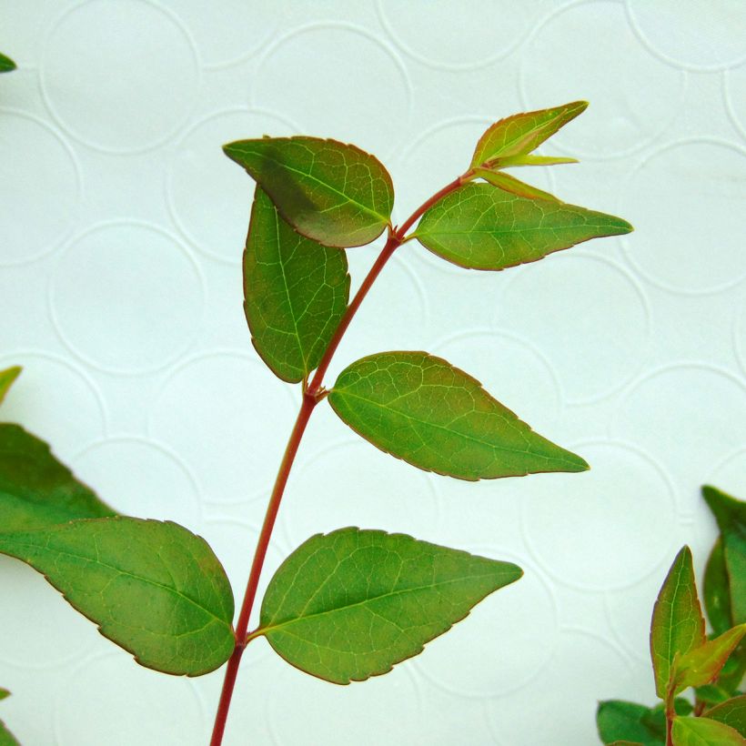 Abelia x grandiflora (Foliage)