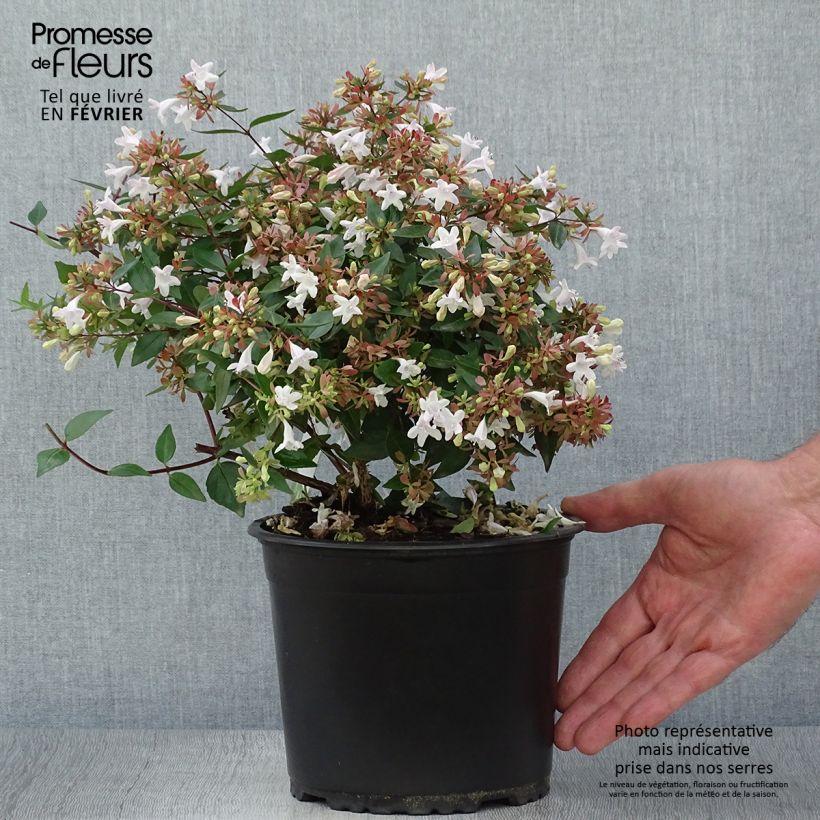 Esimerkki syksyllä toimitetusta Abelia x grandiflora 2 litran/3 litran ruukku-taimesta