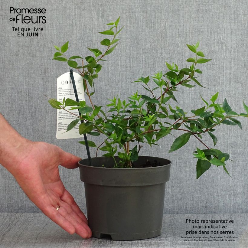 Esimerkki kesällä toimitetusta Abelia x grandiflora Ruukku 2L / 3L-taimesta