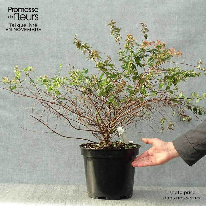 Esimerkki syksyllä toimitetusta Abelia x grandiflora 7,5 litran / 10 litran ruukku-taimesta
