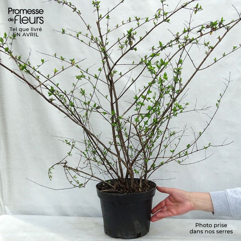 Example of Abelia x grandiflora Pot de 7,5L/10L as you get in printemps