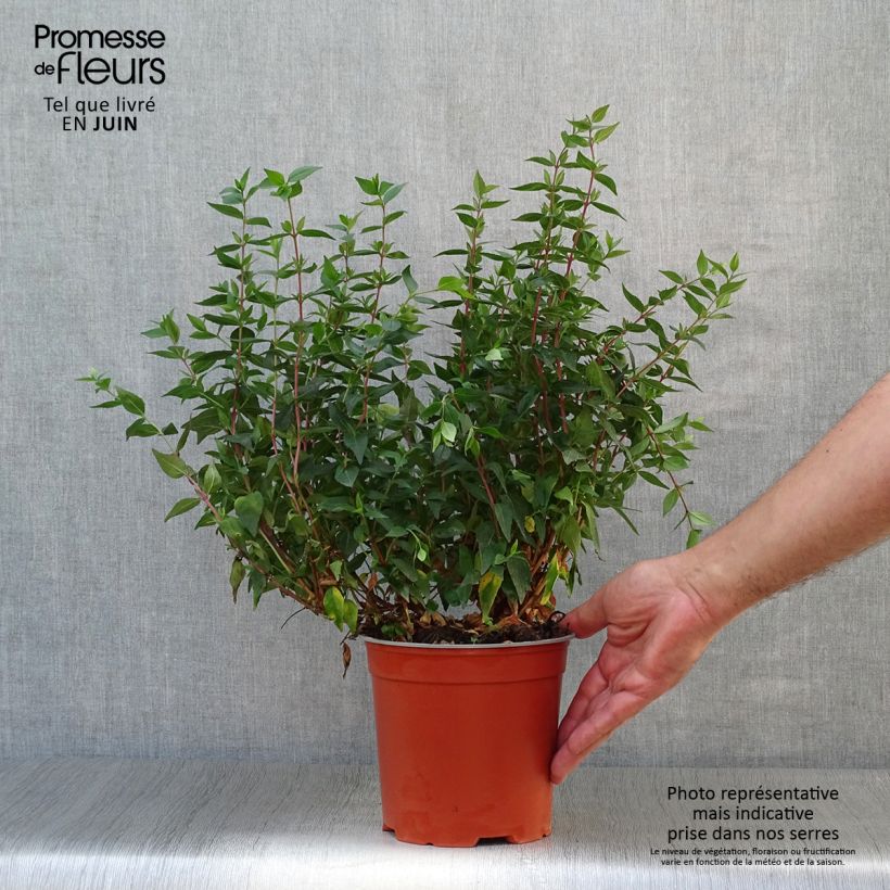 Esimerkki kesällä toimitetusta Abelia grandiflora Prostrata Pot de 2L/3L-taimesta