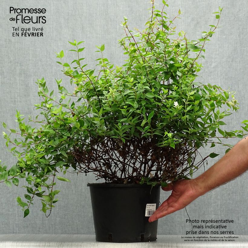 Esimerkki syksyllä toimitetusta Abelia grandiflora Prostrata 7,5 litran / 10 litran ruukku-taimesta