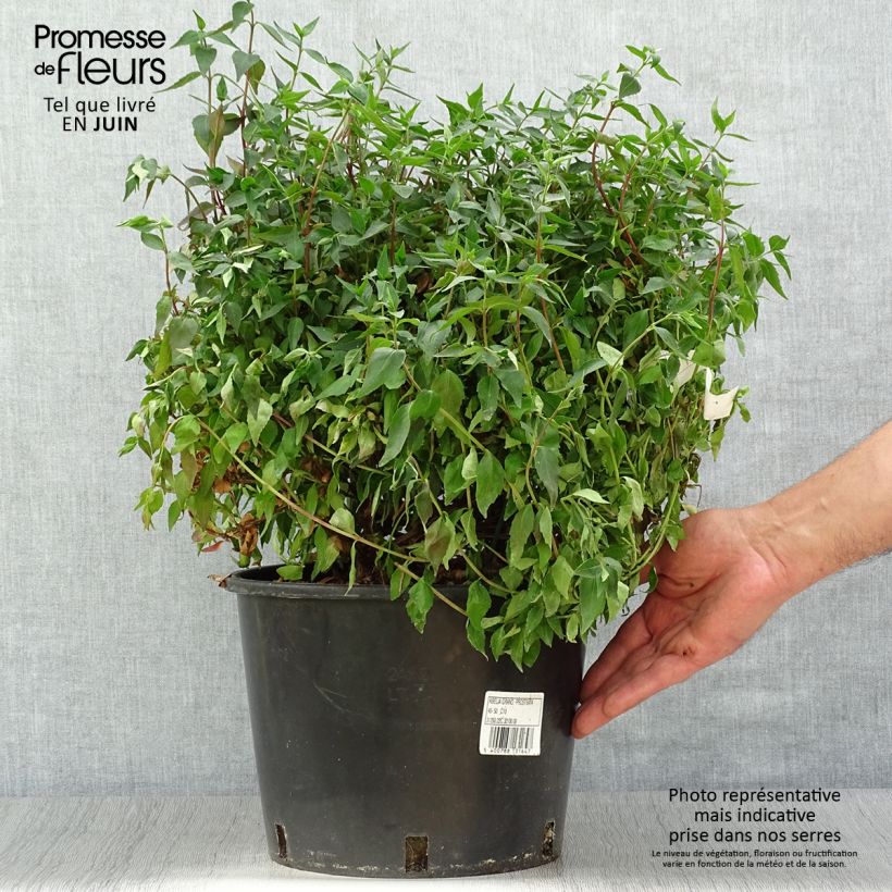 Esimerkki kesällä toimitetusta Abelia grandiflora Prostrata Pot de 7,5L/10L-taimesta