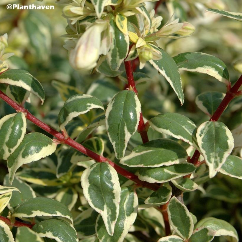 Abelia grandiflora Radiance (Lehvistö)