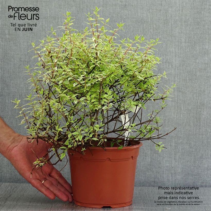 Esimerkki kesällä toimitetusta Abelia grandiflora Radiance Ruukku 4L / 5L-taimesta