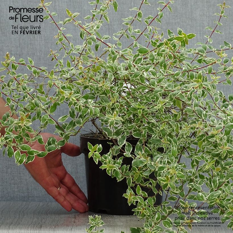 Esimerkki syksyllä toimitetusta Abelia grandiflora Sparkling Silver 2 litran/3 litran ruukku-taimesta