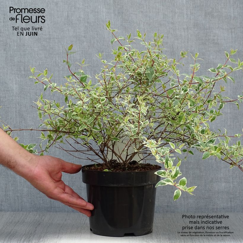 Esimerkki kesällä toimitetusta Abelia grandiflora Sparkling Silver Ruukku 2L / 3L-taimesta