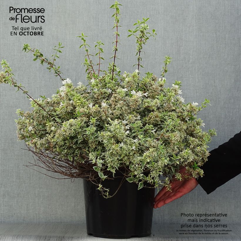 Esimerkki syksyllä toimitetusta Abelia grandiflora Sparkling Silver 7,5 litran / 10 litran ruukku-taimesta